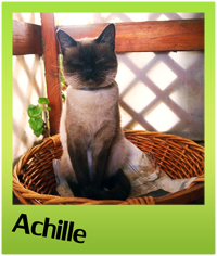 adottare un gatto - Gattile villa flora
