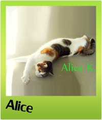 adottare un gatto - Gattile villa flora