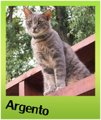 adottare un gatto - Gattile villa flora