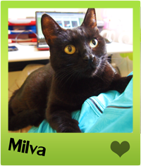 adottare un gatto - Gattile villa flora