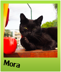 adottare un gatto - Gattile villa flora