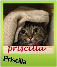 adottare un gatto - Gattile villa flora