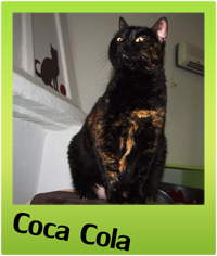 adottare un gatto - Gattile villa flora