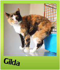 adottare un gatto - Gattile villa flora